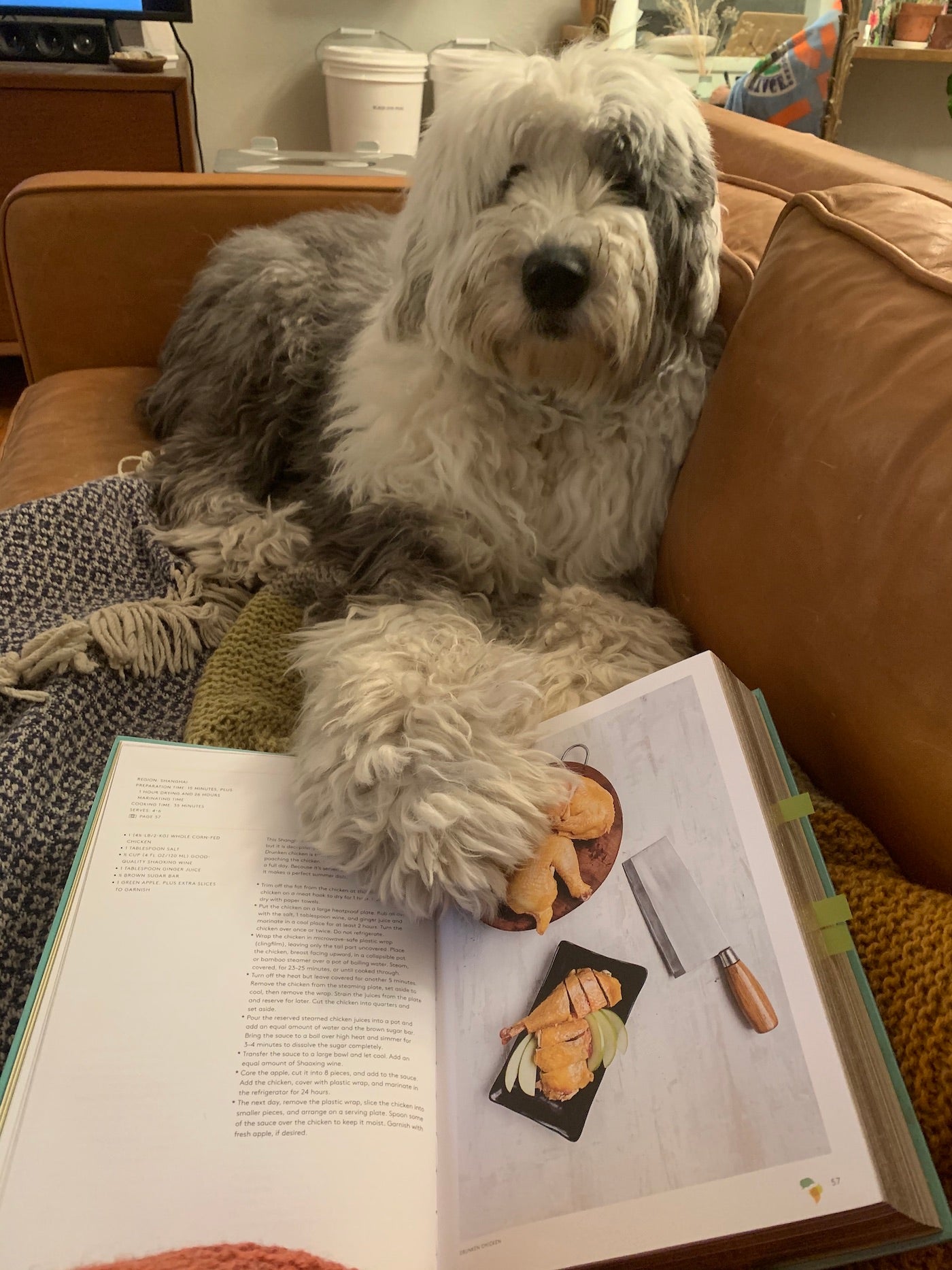 Sheepdog with book