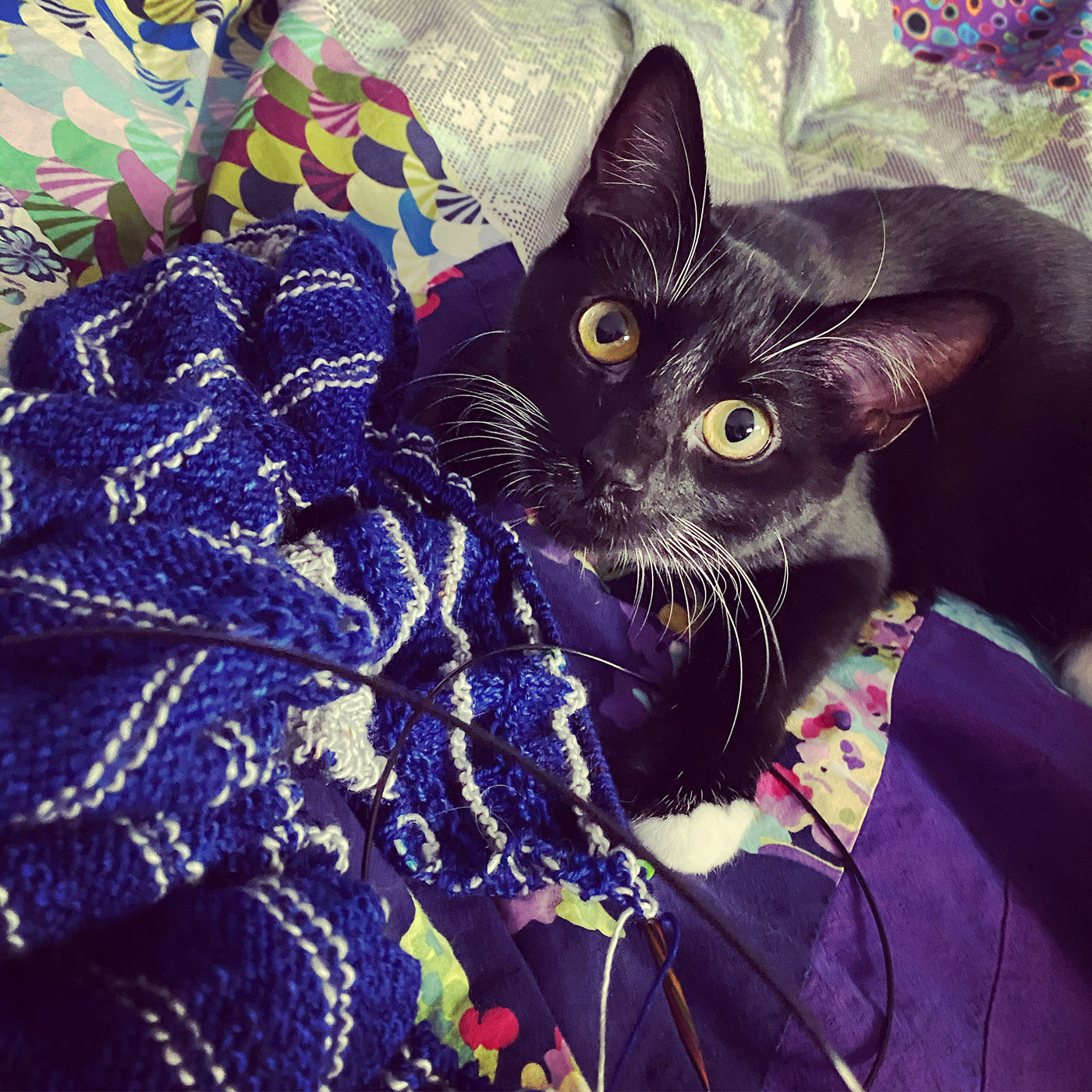 Cat with knitting