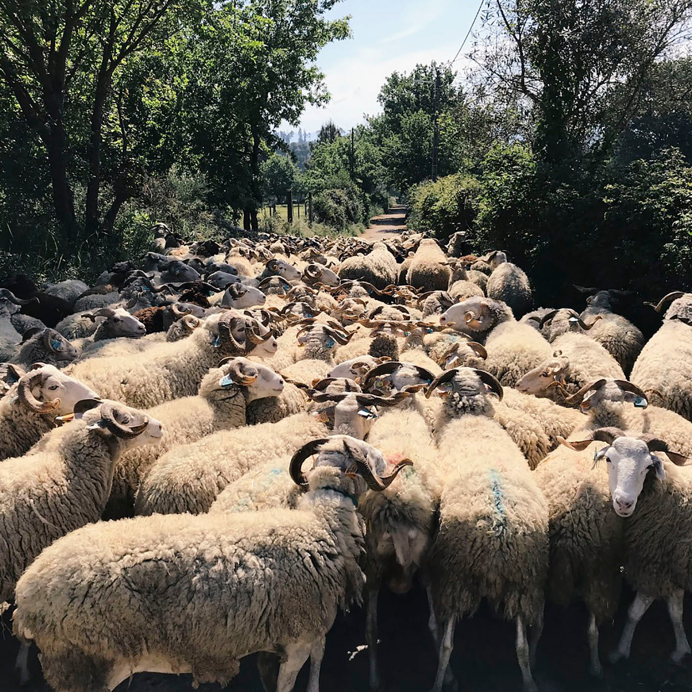 Bordaleira Serra da Estrela sheep