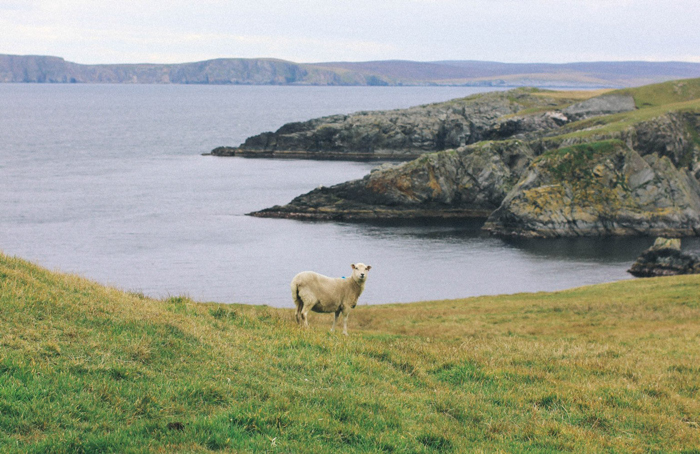 Shetland Country Side