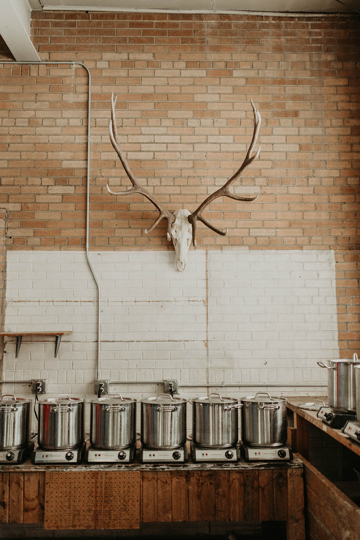 Deer skull on brick wall