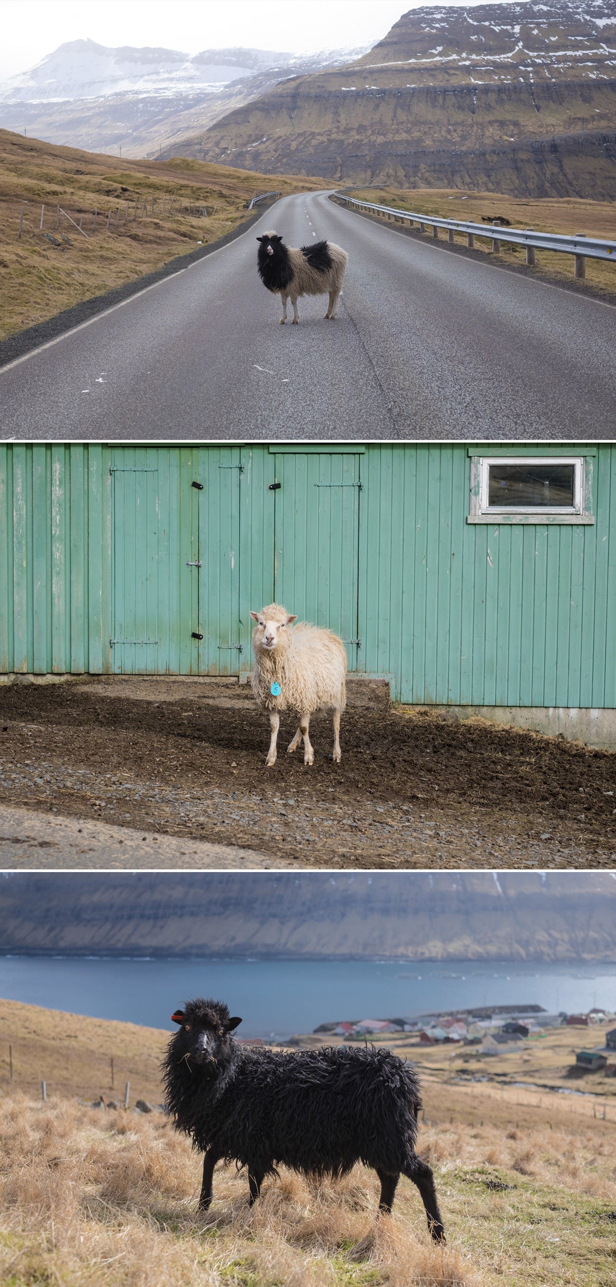 3 Faroese Sheep