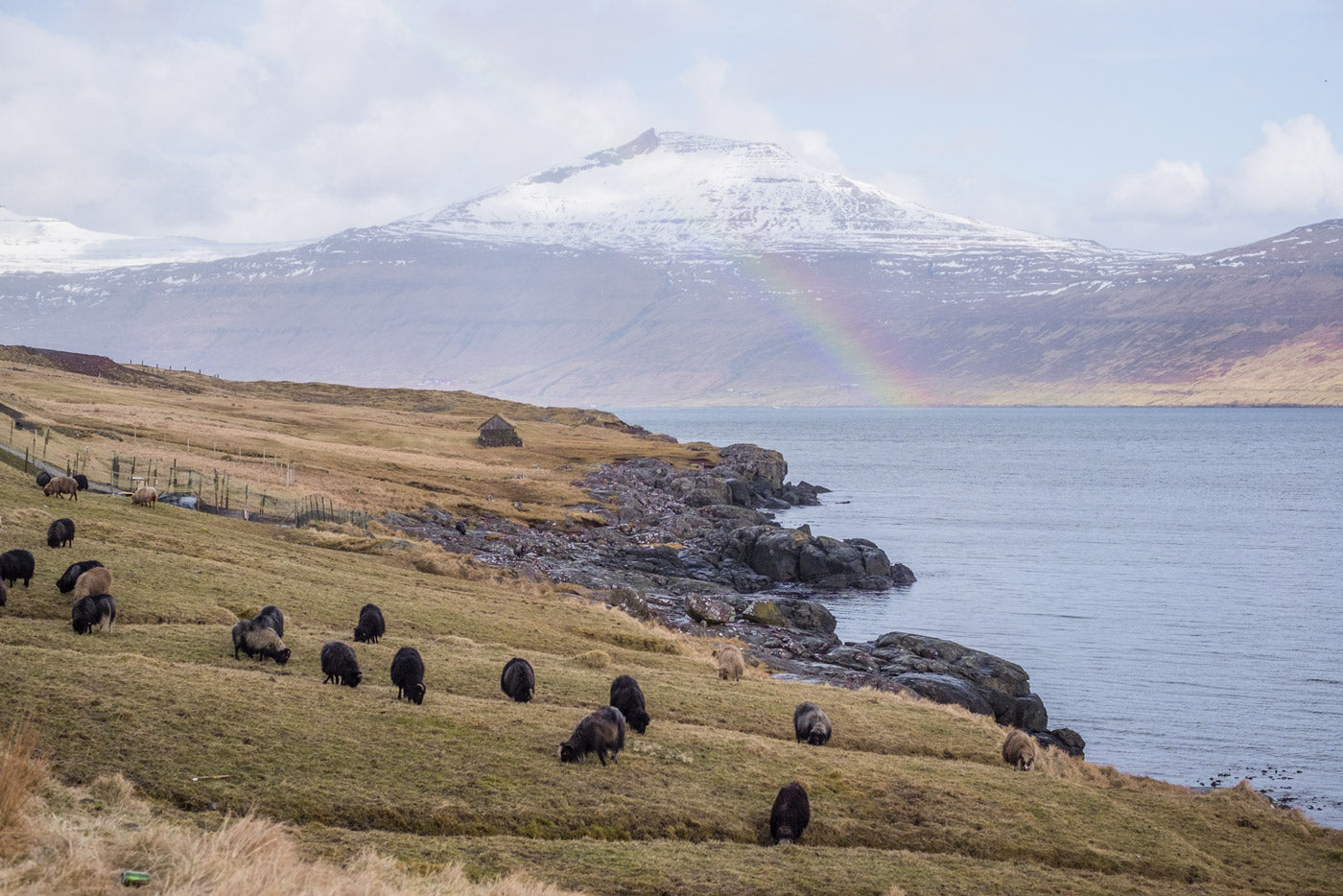 Faroe landscape speckled with sheep