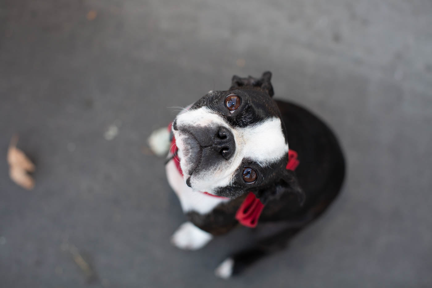 Dog with bow tie