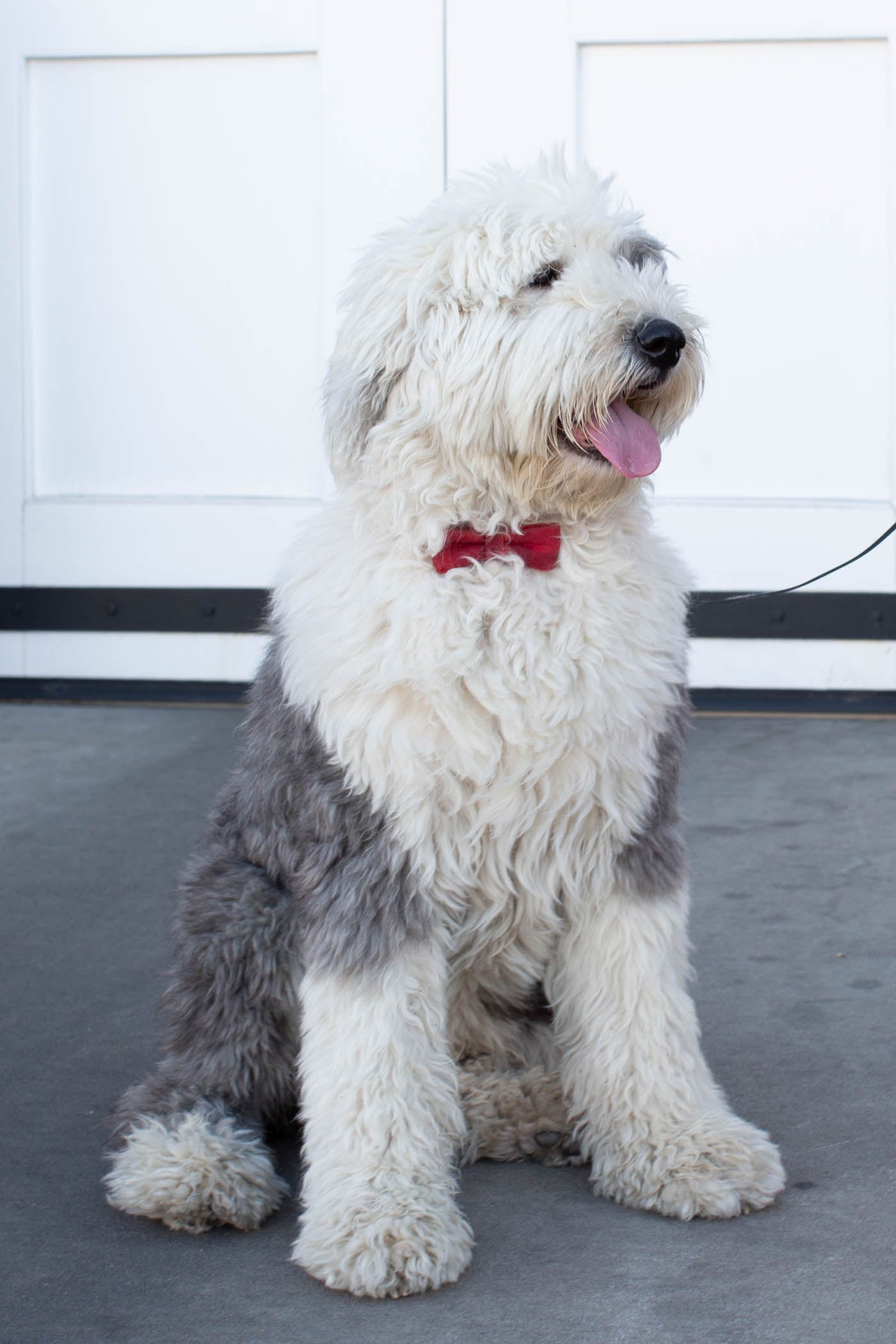 Sheepdog with bow tie