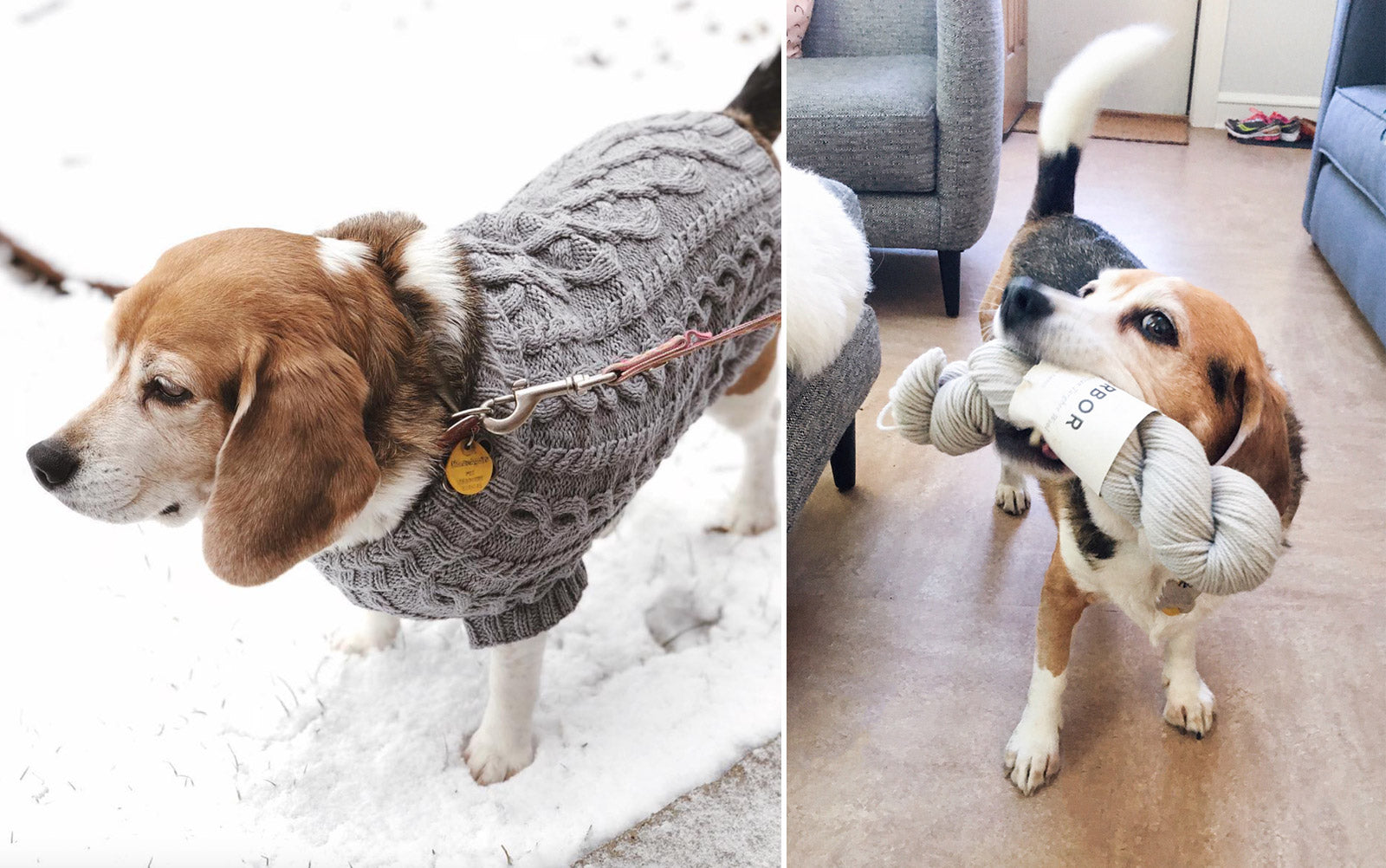Jen's Dog Oaty in a hand knit sweater