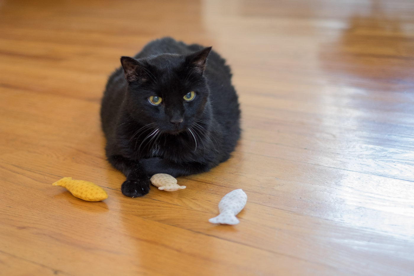 Looper with some catnip fish