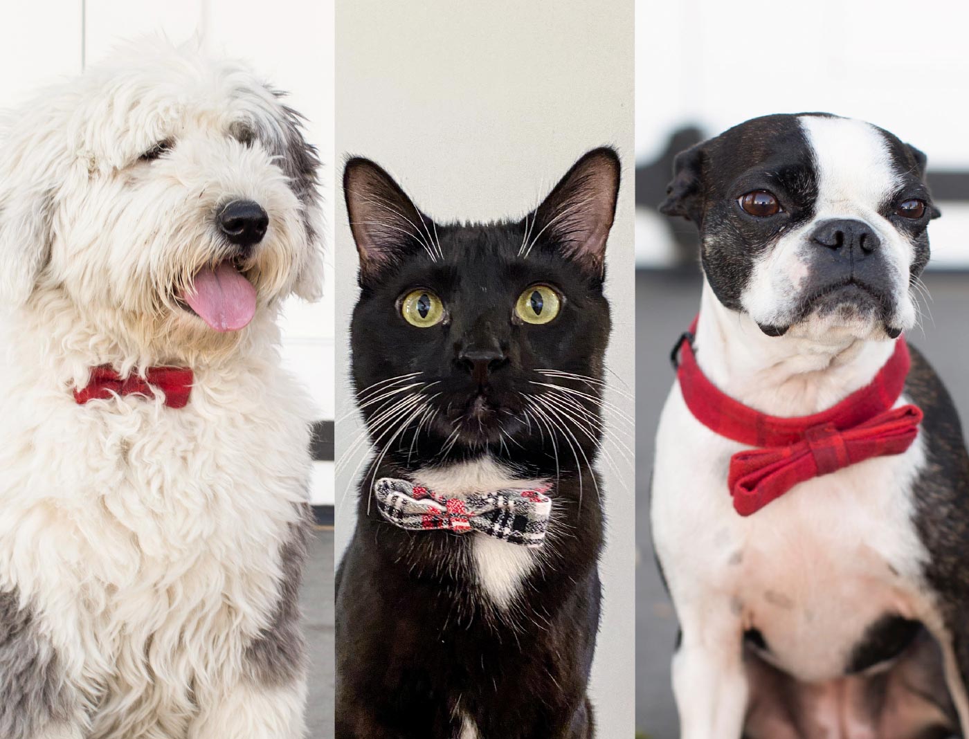 Three pets wearing festive collars with bows: a scruffy Old English Sheepdog with its tongue hanging out, a dapper black cat with green eyes, and a Boston Terrier named Itty-Bitty. 