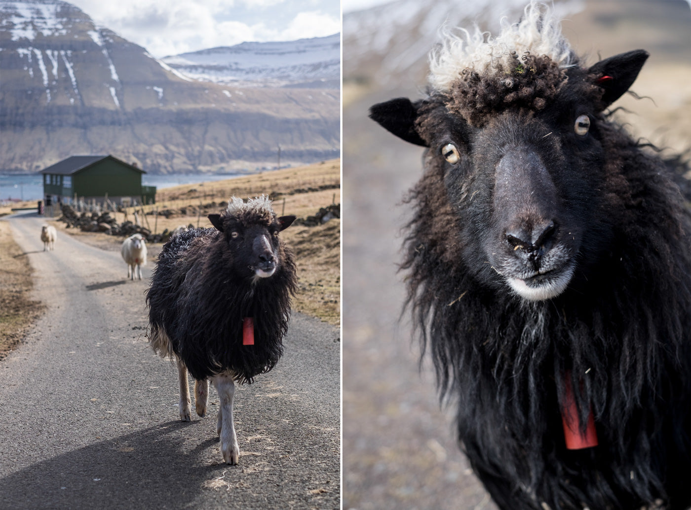 Sheep Friends following along the hike