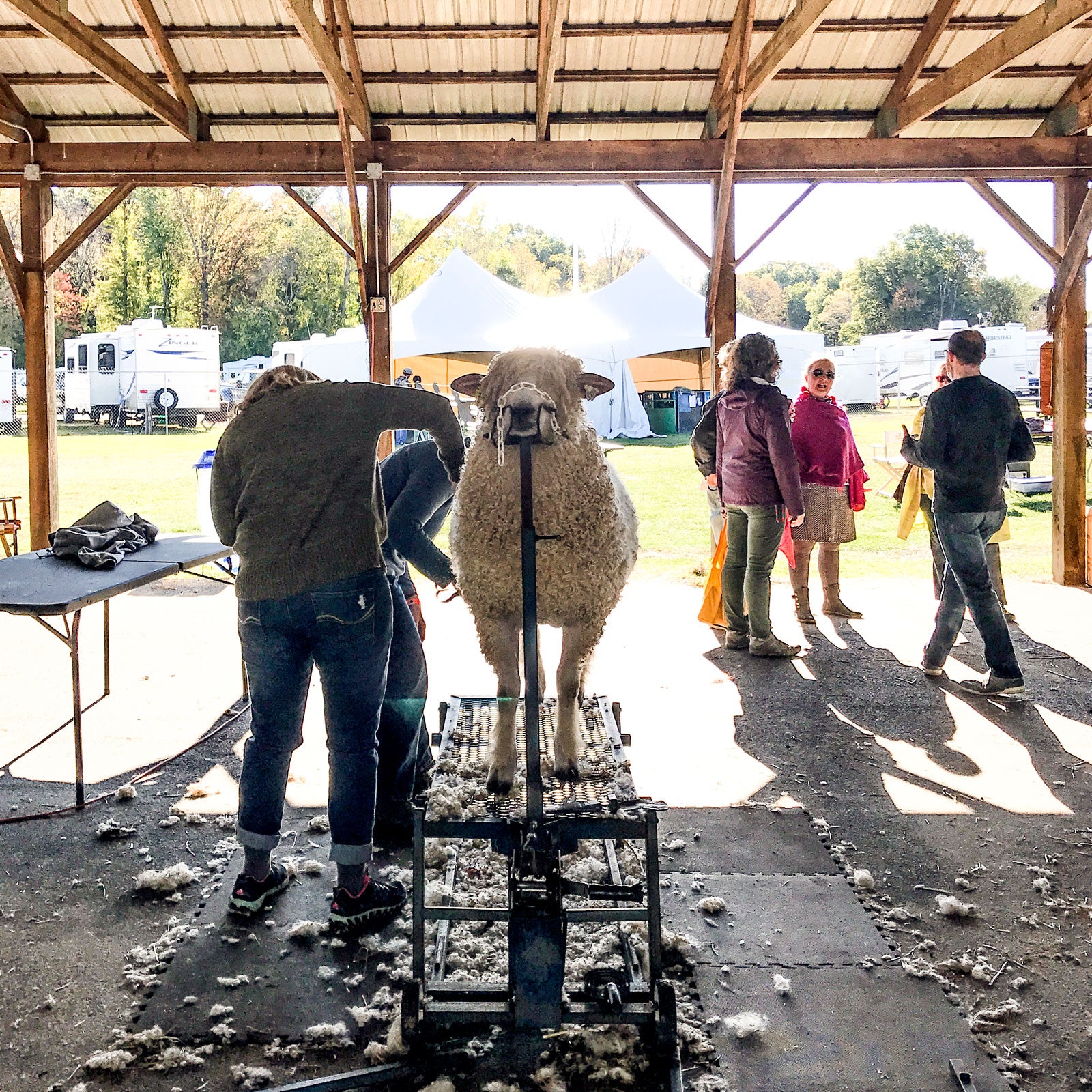 Sheep Grooming at Rhinebeck 2017