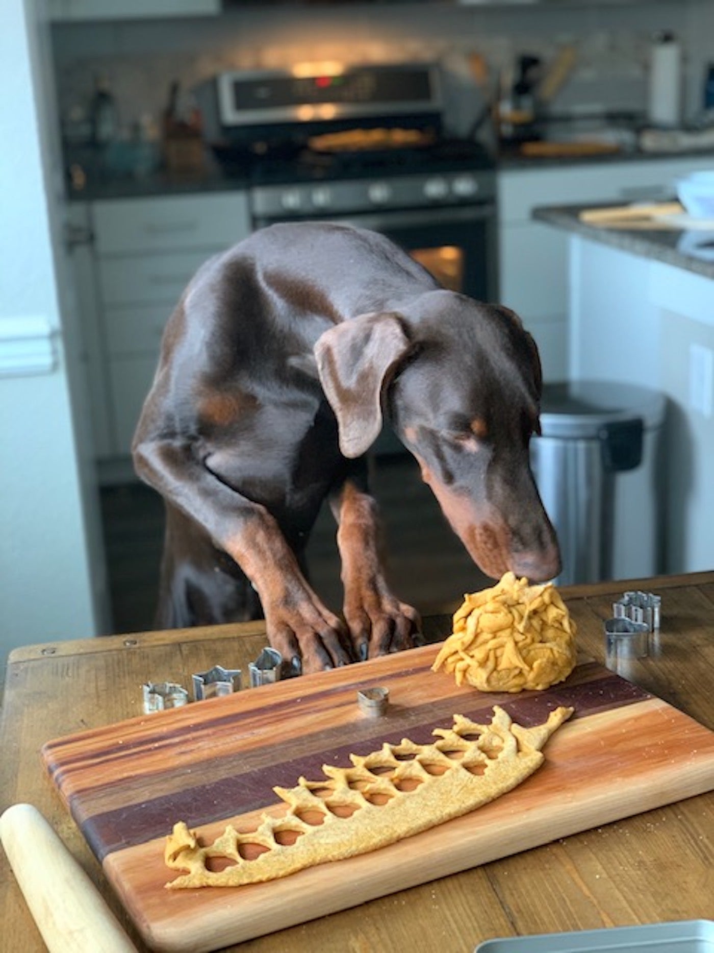 Doberman stealing dinner