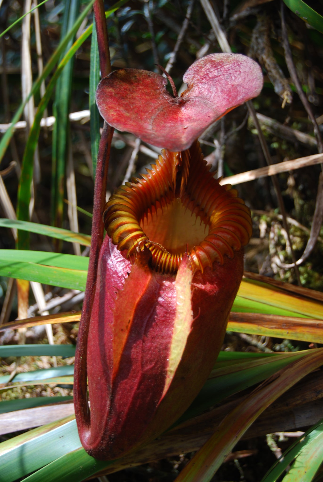 Borneo