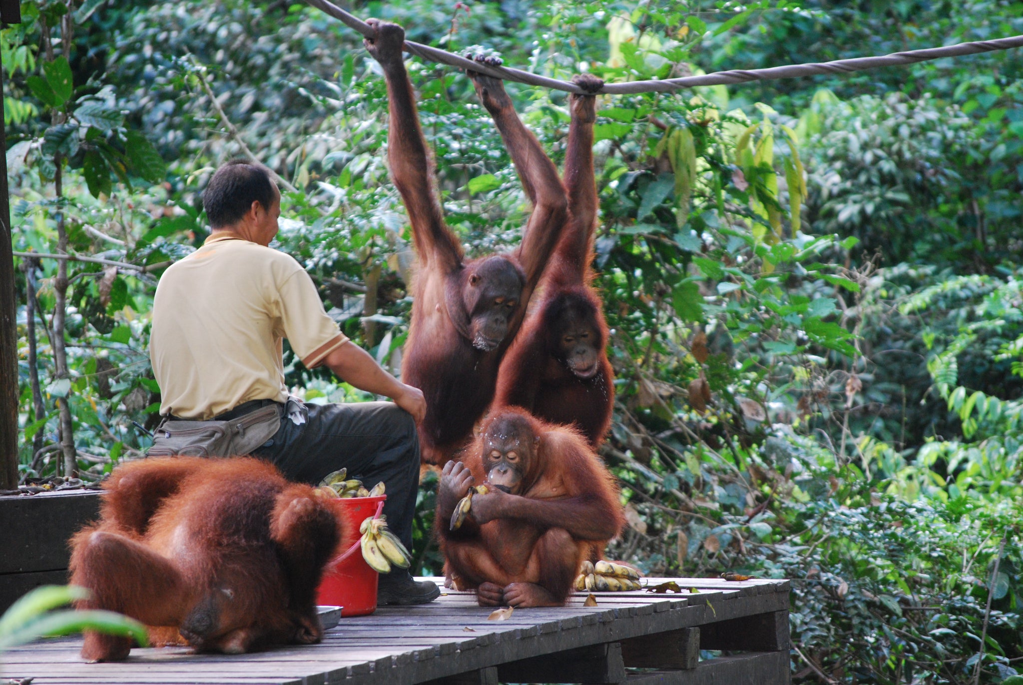 Borneo