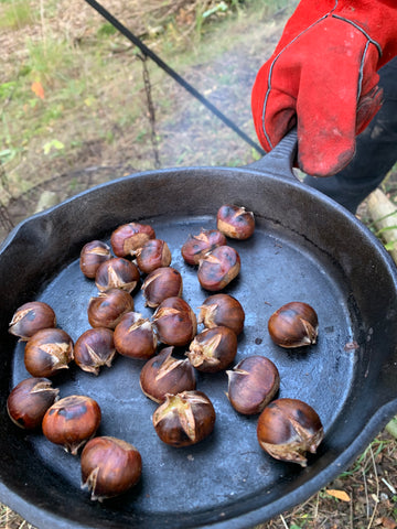 Spise kastanjer over bål ristede kastanjer over ild