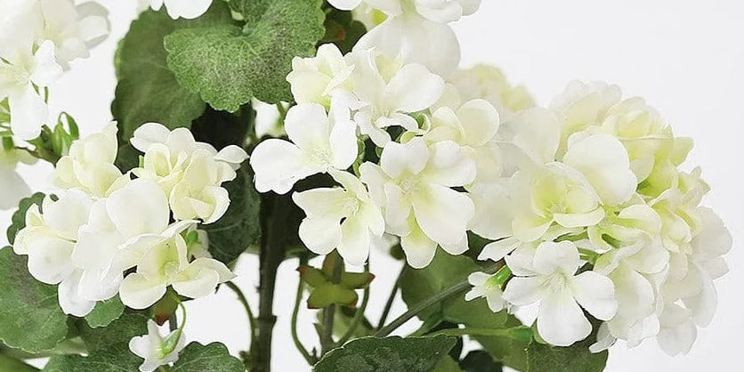 Close up of a White Geranium Bush. | Afloral