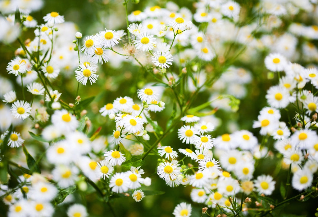 Try aster for your own fall flower beds. | Afloral