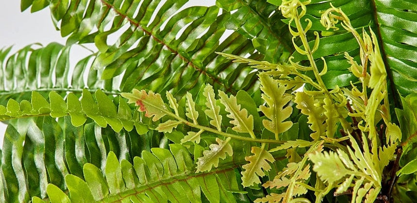 Close up of an Artificial Boston Fern. | Afloral