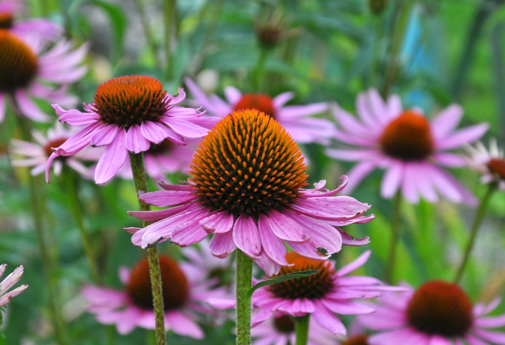 Try coneflower for cutting your own fall florals. | Afloral