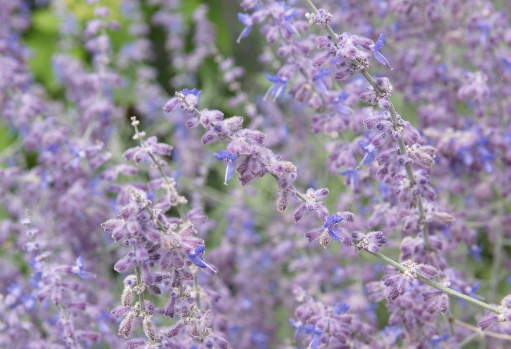 Russian sage is excellent for both flower beds and interior fall floral arrangements. | Afloral