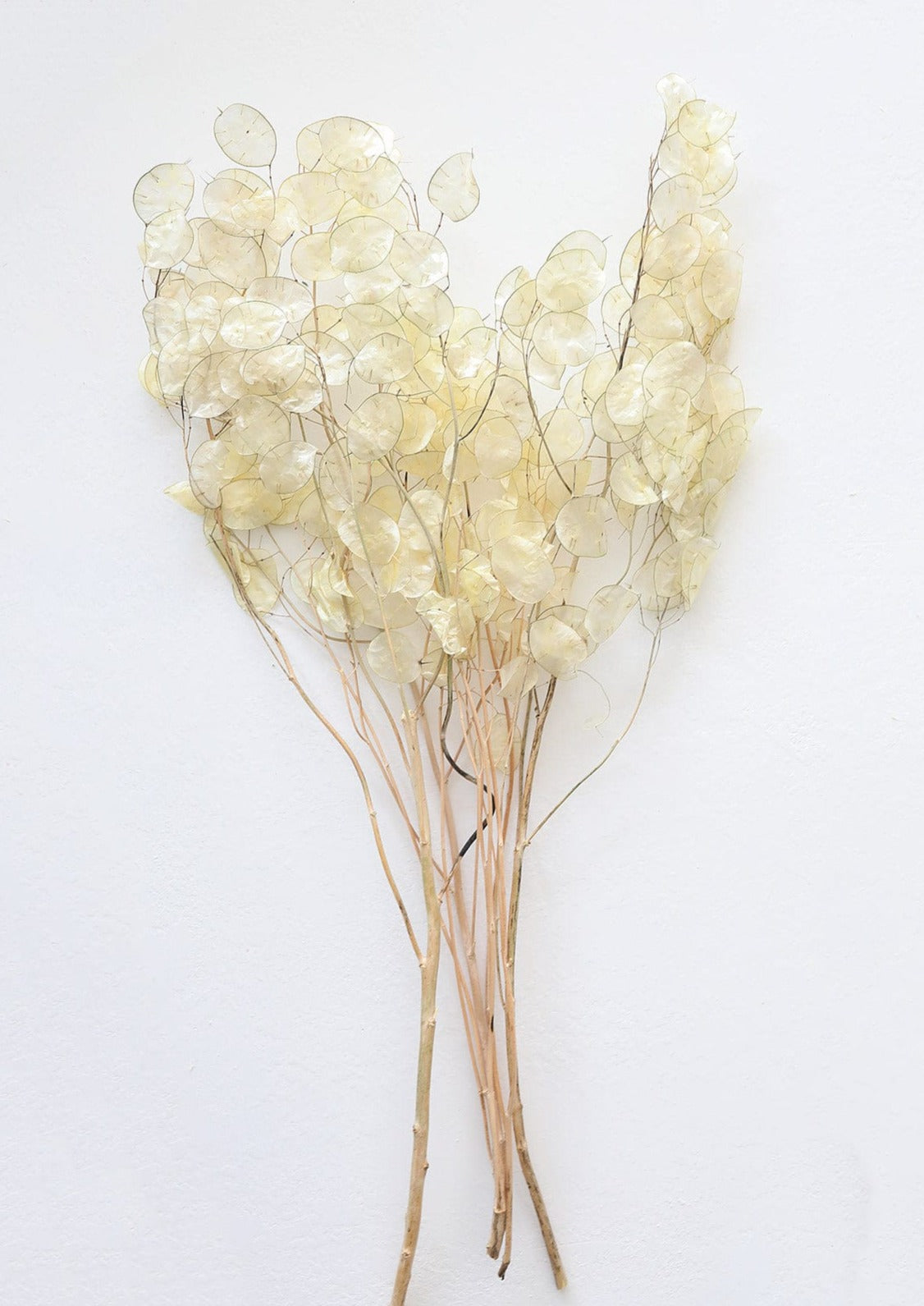 Natural White Lunaria | Shop Dried Flowers at 