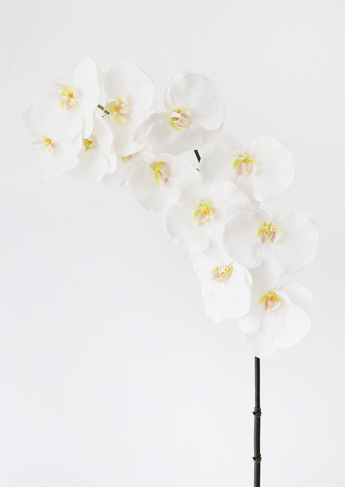 White Phalaenopsis Orchid Spray | Soft Touch Flowers | Afloral.com