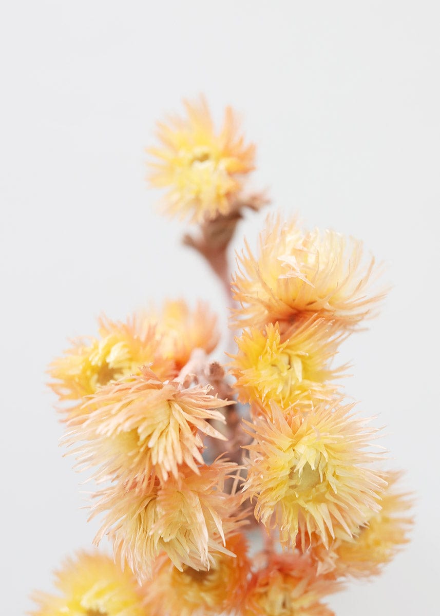 Classic Dried Flower Mini Bouquet- Bright – Von Walter + funkBALLOON 🌈