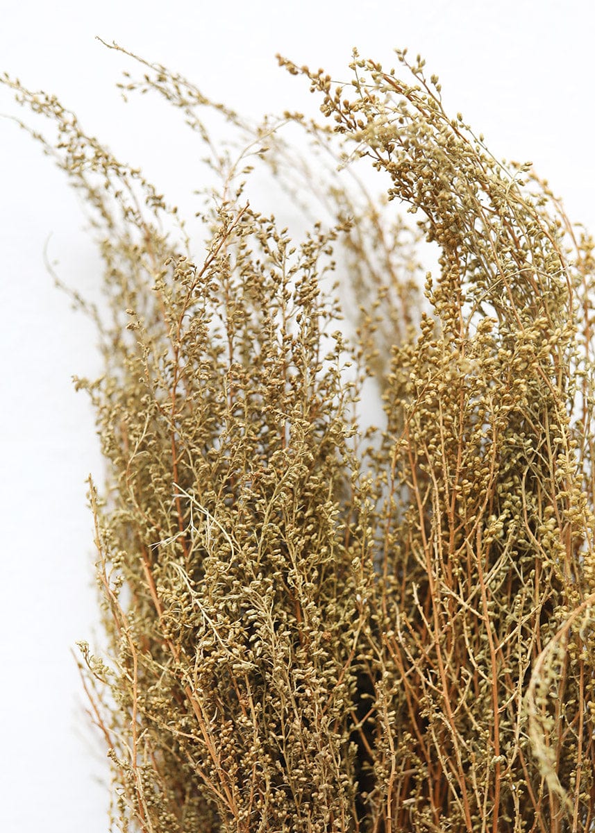 Indian Rice Grass  Dried Grasses & Flowers at