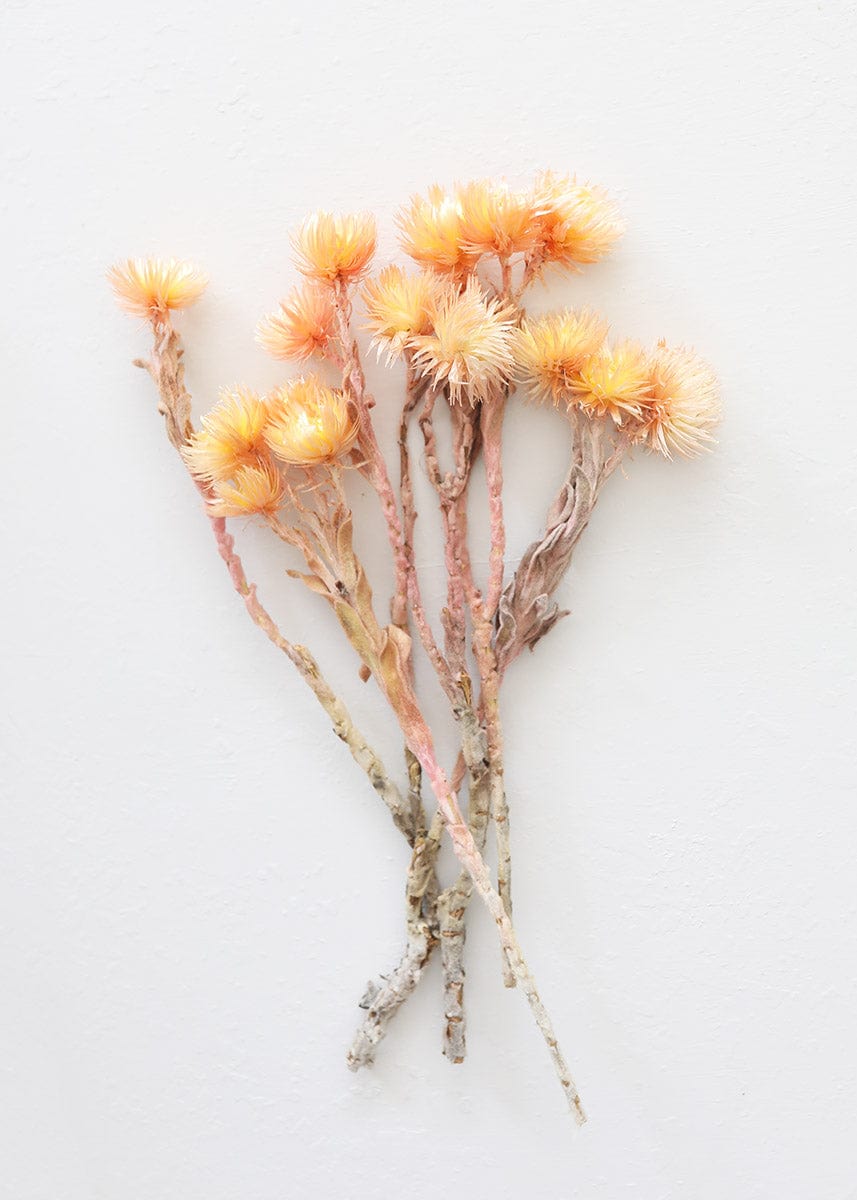 Dried Flowers - Société de Pastel de l'Est du Canada