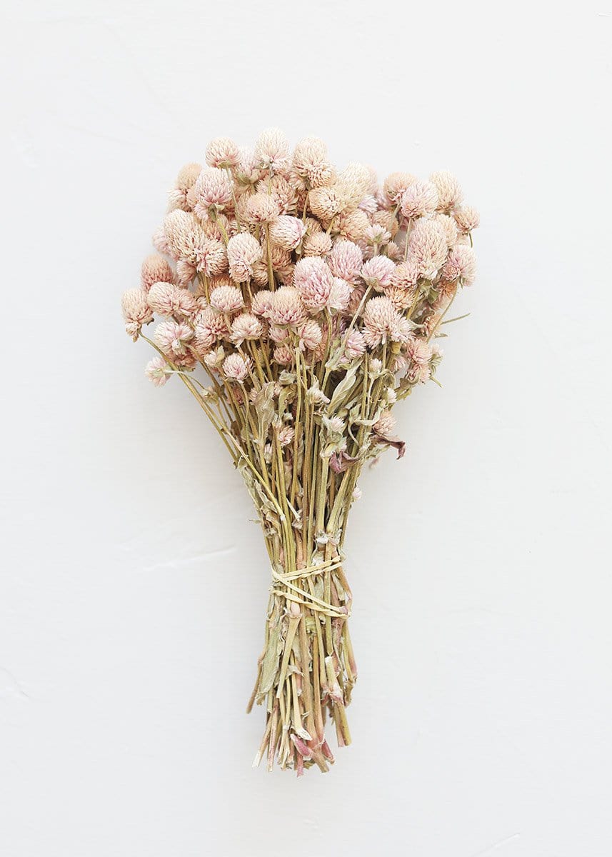 Blue Globe Thistle  Dried Flowers & Wildflowers at