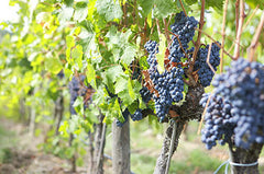 Chianti Wine Graps