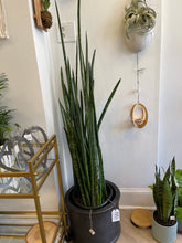 Load image into Gallery viewer, &quot;Alva&quot; Snake Plant / Sansevieria
