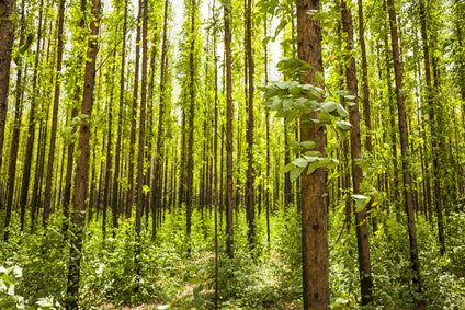 Eucalyptus tree