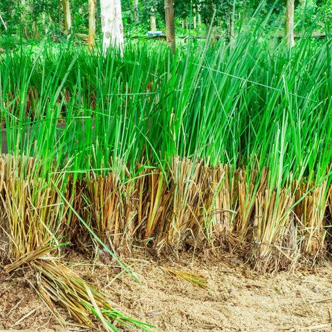 Image of vetiver growing