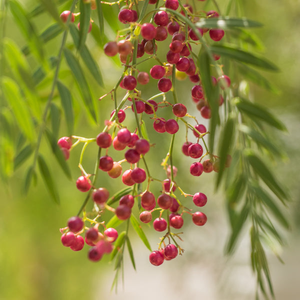 Brazilian Pepper also known as pink pepper