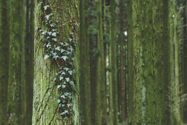 Image of trees