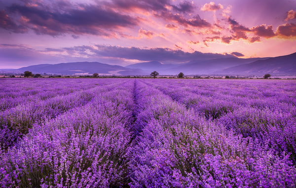 image of lavender fields