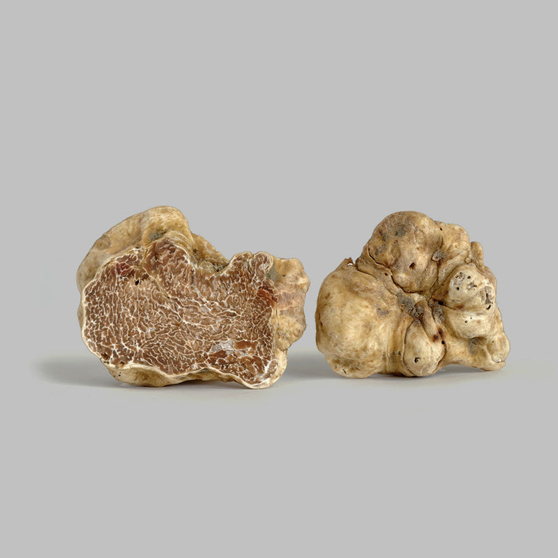 Fresh Italian White Truffles 1 Oz Trufflin