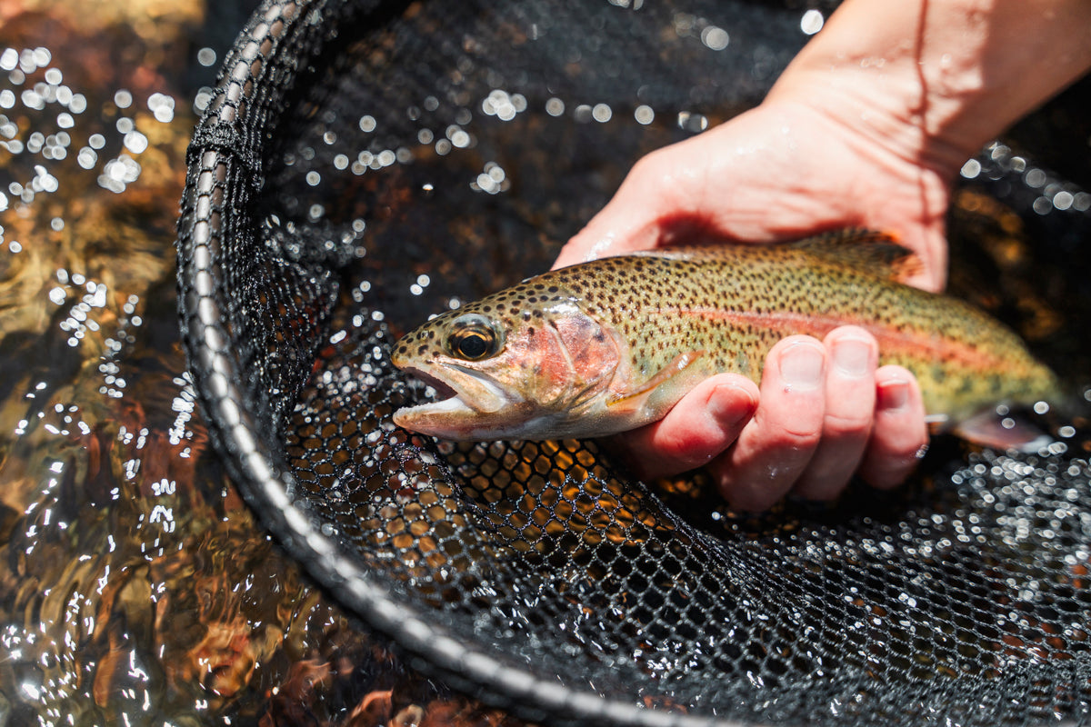 Chloe fly fishing Jounama Creek at Vickerys Hut in Kosciuszko National Park