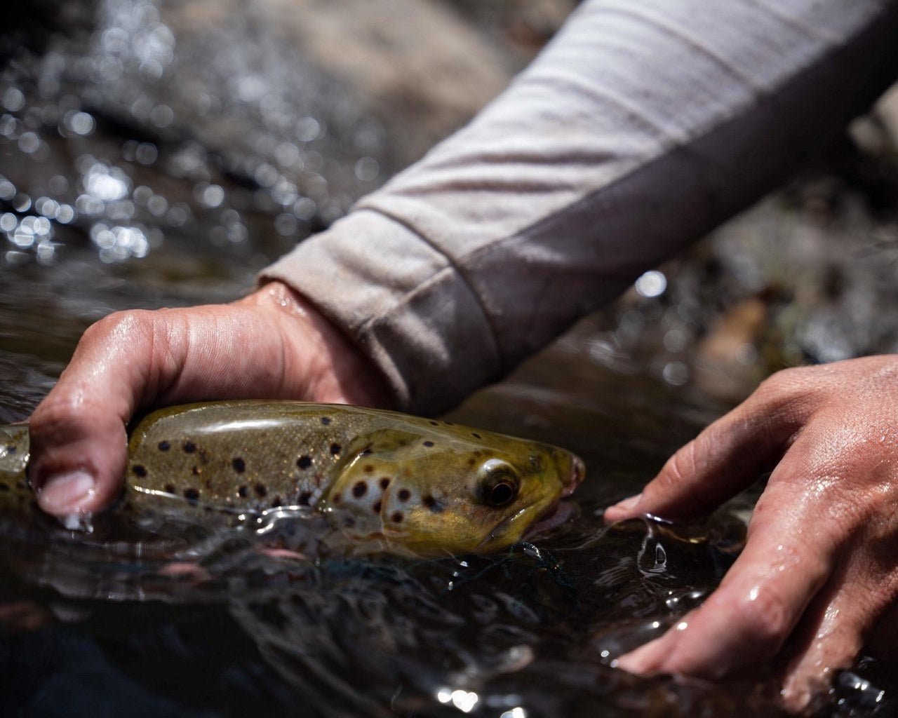 For what they lack in size, high country rainbow trout go like little Ferraris. 
