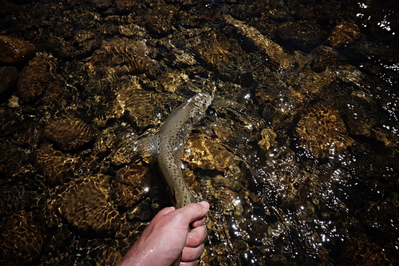 Fly fishing for trout in Kosciuszko National Park 