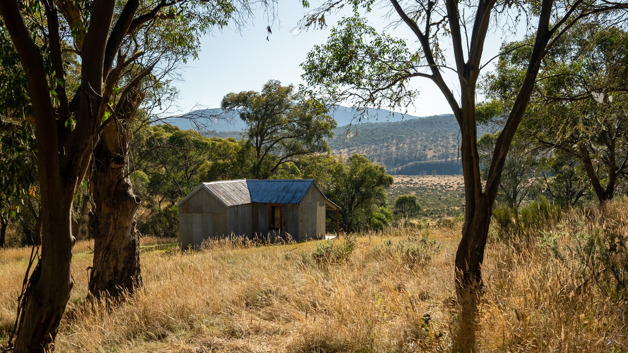 Townsends in Kosciuszko National Park