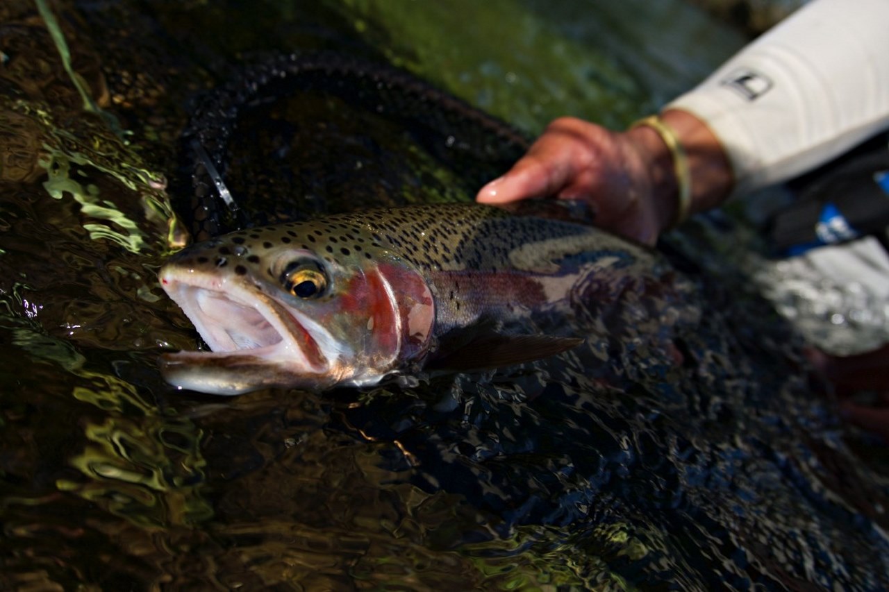 A hard-fighting, nymph-feeding rainbow. 