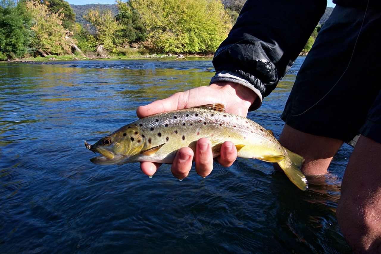 An early morning Tumut River brown trout to open Henry Smith’s account for 2020/21. 