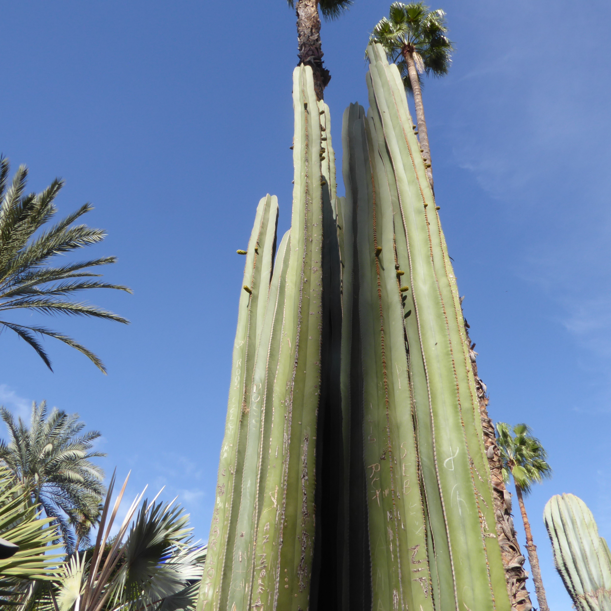 Marrakech Morocco Jardin Majorelle 5 places to visit