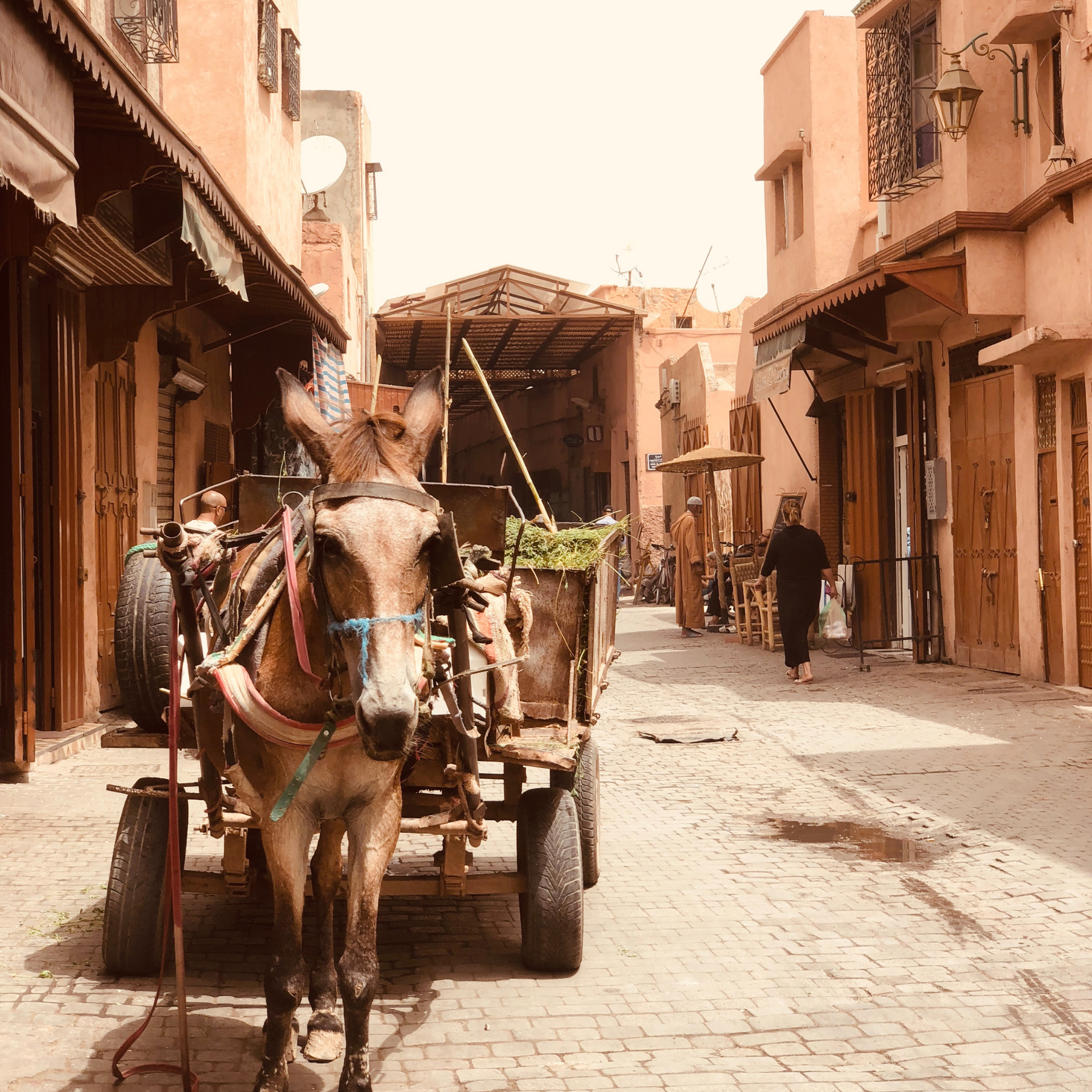 A donkey in the Streets of Marrakech Morocco Medina