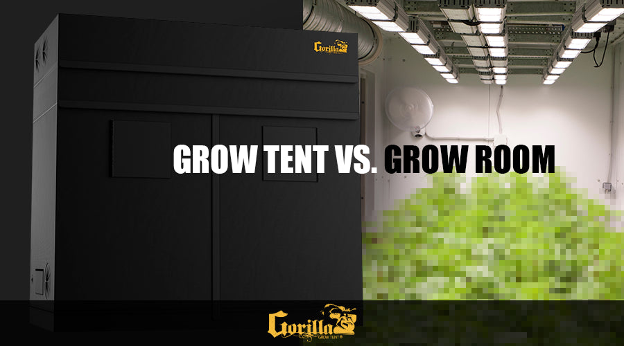 Grow Tent vs Grow Room