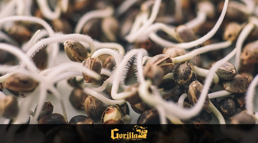 How to Germinate Seeds Successfully