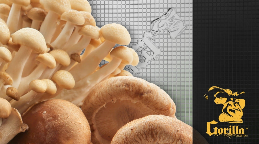 How to Grow Shrooms