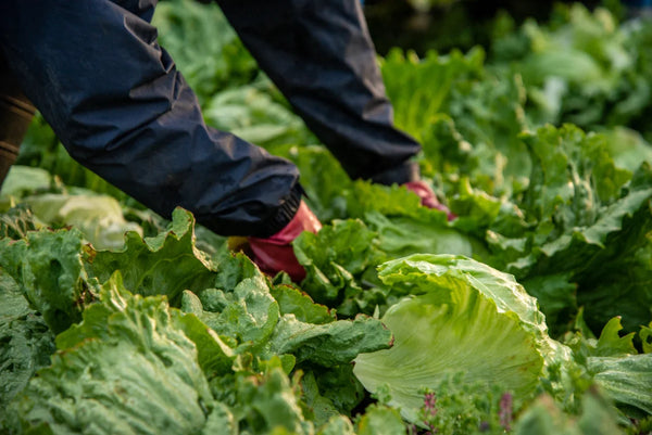 How to Harvest Lettuce: A Complete Guide for Fresh and Continuous Crops