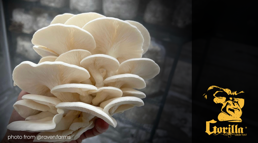 growing mushrooms at home